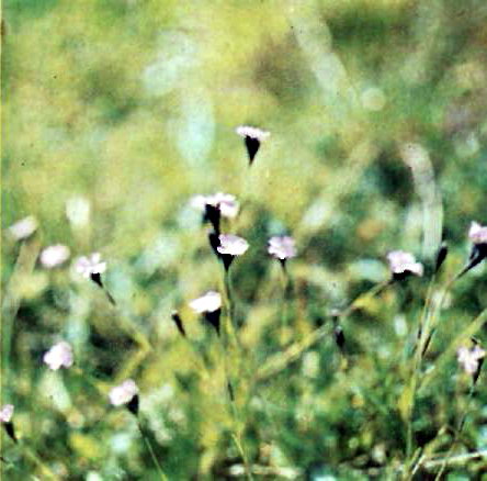 �������� (Dianthus nitidus) - ����� �������� ������