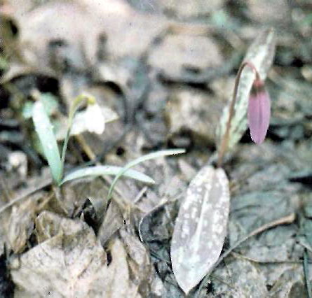 ��������� ������� ��� (Erythronium dens-canis L.) �� ��������� ���������� (Galanthus nivalis L.) � ����������� �����