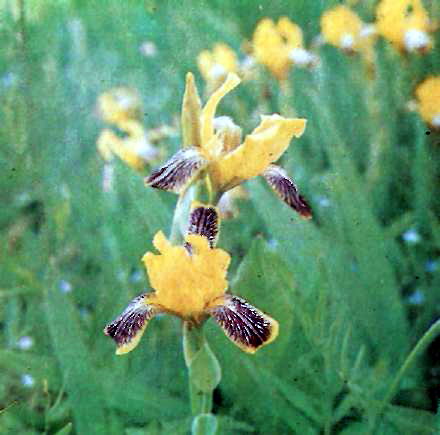 ϳ����� ��� (Iris variegata L.) �� �������� ������