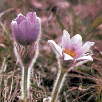 ��� ������� (Pulsatilla grandis Wend.) - ����������� �������� ���