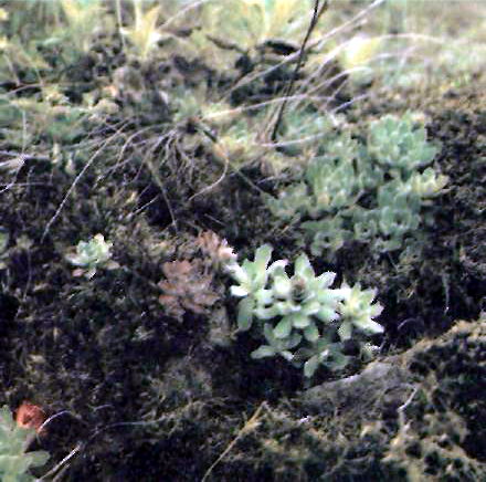 ��������� ���������� (Saxifraga paniculata Mitt.) - ������������� ������� �������� ����������