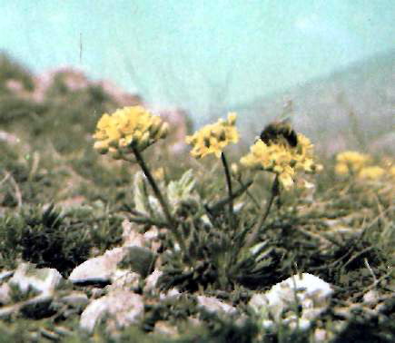 ������ ���������� (Draba lasiocarpa R.) - ��������� ��� �� ���������� ������
