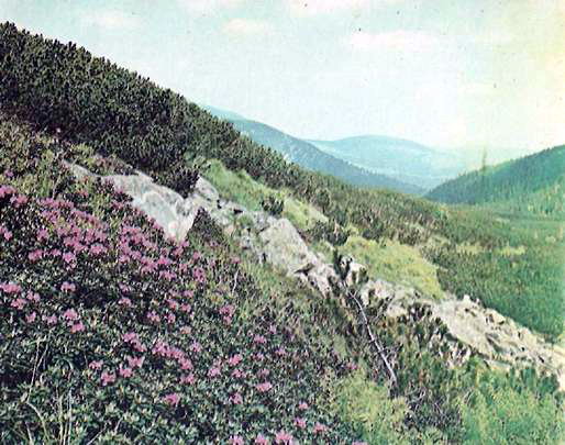 �������-����������������� ����� ����������� ������-����������� (Rhododendron kotschyl Simonk.) � ���������� ������� ���������. ������������ ��������� �����