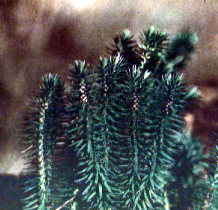 г������ ��������� ��� �������� ��������� (Lycopodium selago (L.) Bernh)