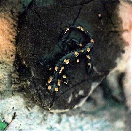 ���������� �������� (Salamandra salamandra L.) � �������� ����� ����������� ����������
