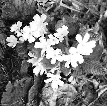 �������� ���������� (Primula vulgaris Huds.) � �������'� ����������