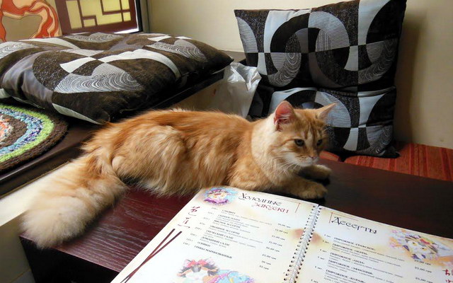 ���� �Kitty Caffe�
