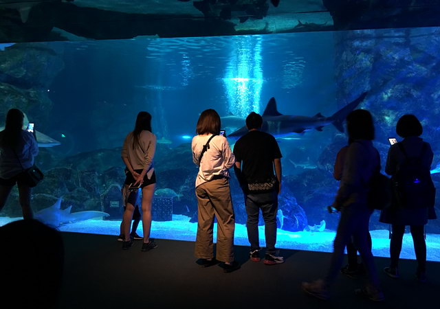 ���������� COEX Aquarium