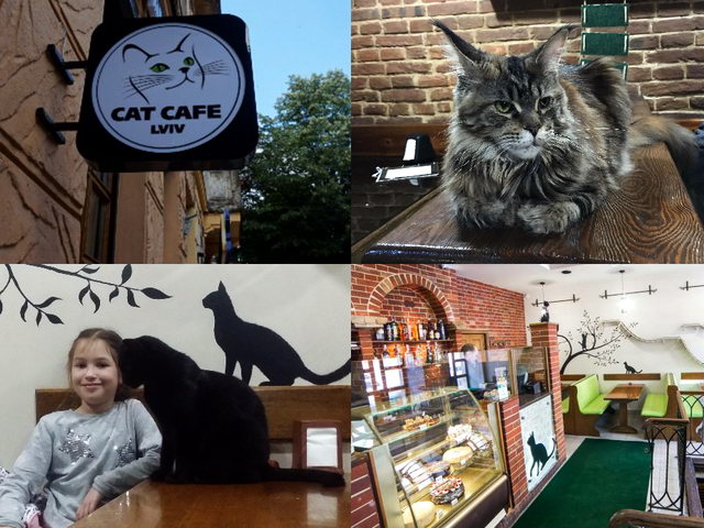 Cat Cafe Lviv
